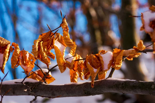 冬の枝に茶色の葉が 美しい自然の背景 — ストック写真