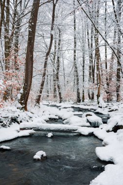 brook kış orman kar tam üzerinden oturum. Doğa sahne sakin. kahverengi yapraklar ağaçların üzerinde bulunur