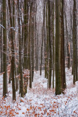kış orman kar bazı sonbahar yaprakları ile. güzel doğa arka plan