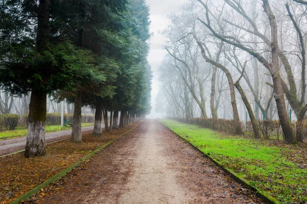 Park Foggy Conditions Path Row Trees Fallen Foliage Green Grass — Stock Photo, Image