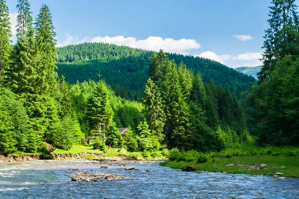 Górskie Rzeki Lesie Piękne Lato Krajobraz Wysokie Drzewa Świerk Brzegu — Zdjęcie stockowe