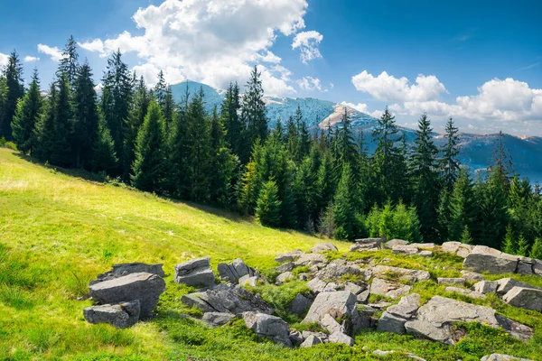 Alpine Summer Landscape Composite Rock Formation Spruce Forest Grassy Hill — Stock Photo, Image