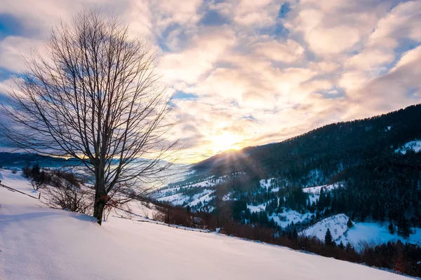 Árvore Solitária Sem Folhas Uma Encosta Nevada Nascer Sol Cenário — Fotografia de Stock