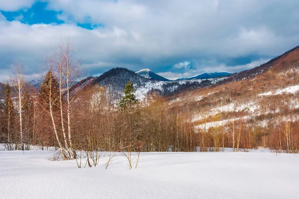 Uzhanian Milli Doğa Parkı Kış Manzara Yapraksız Huş Ağaçları Yamaçlarında — Stok fotoğraf