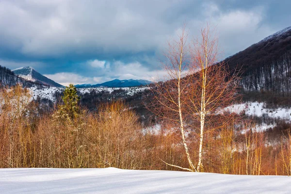 山の劇的な冬の風景です 太陽の光で雪が多い斜面の葉の白樺の森 遠くの山は雲の陰で — ストック写真