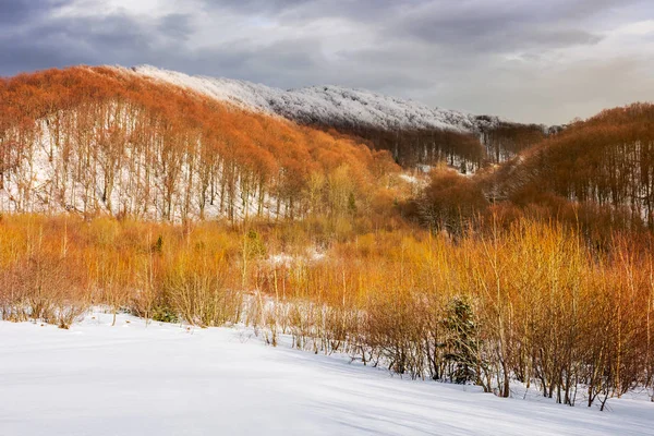 冬の葉のないブナ林 バーチの木近く雪に覆われた斜面 山の美しい風景 — ストック写真