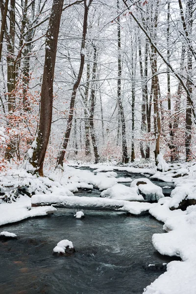 brook kış orman kar tam üzerinden oturum. Doğa sahne sakin. kahverengi yapraklar ağaçların üzerinde bulunur