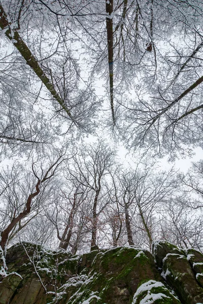 Floresta Inverno Penhasco Rochoso Vista Baixo Para Coroas Árvores Sem — Fotografia de Stock