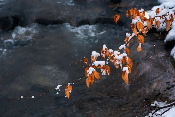 Galho Acima Córrego Floresta Inverno Folhagem Marrom Resistido Coberto Neve — Fotografia de Stock