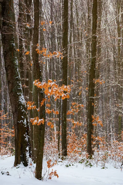 Zimní Les Některými Snímky Padajícího Listí Sněhu Krásné Přírodní Pozadí — Stock fotografie