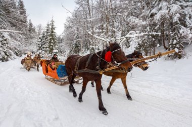Milli Doğa Parkı Synevir, Ukrayna - 11 Şubat 2018: kış binmek at atlı kızak. kış tatil eğlence