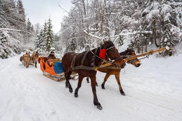 Milli Doğa Parkı Synevir Ukrayna Şubat 2018 Kış Binmek Atlı — Stok fotoğraf