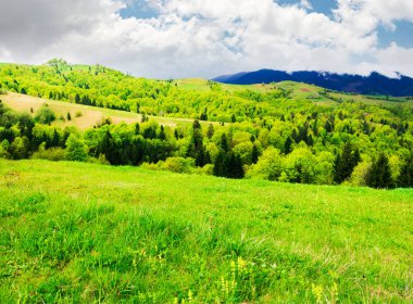 bahar güzel dağlık köyde. otsu çayır ve ormanlık hill. tazelik doğa kavramının