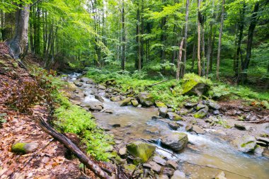 eski orman vahşi nehirde. vahşi güzel yaz toplayan