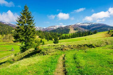 dağlarda harika bahar havası. otsu çayır ağaçta çeki düzen vermek. dağ sırtı karlı üstleri ile uzaktan