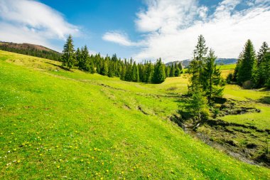 dağlarda harika bahar havası. otsu çayır ağaçta çeki düzen vermek. küçük brook tepeden aşağı virajlı. güzel ve parlak hava