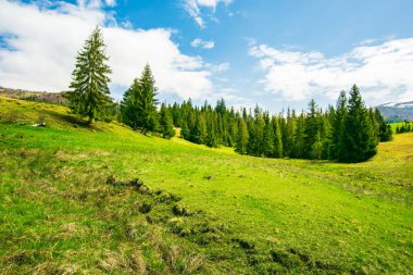 dağlarda harika bahar havası. Ladin ormanı otsu çayır üzerinde. harika ve parlak hava bazı yumuşacık bulutların üstünde mavi bir gökyüzü ile 