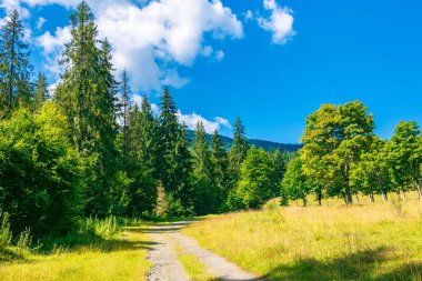 Ormanın derinliklerinde dağların arasında köy yolunda. güzel yaz sahne güneşli bir günde