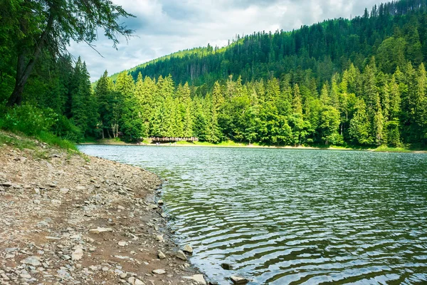 Озеро Среди Елового Леса Летом Красивые Пейзажи Ярком Свете — стоковое фото