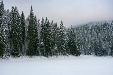 karda orman çeki düzen vermek. soğuk kış bulutlu hava.
