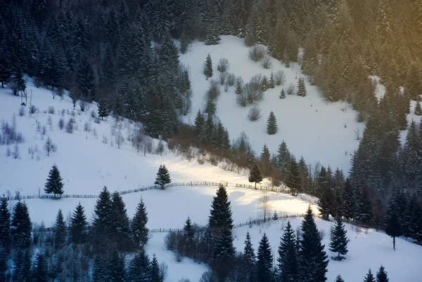 Schöne Winterlandschaft Morgenlicht Fichtenwald Schneebedeckten Hang Mit Bäuerlichen Feldern Und — Stockfoto