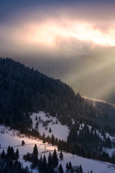 Beaux Paysages Hiver Lumière Matin Forêt Épinettes Sur Une Pente — Photo