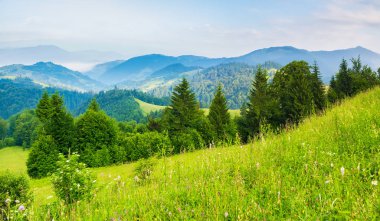 şafak dağlar, yaz sezonu. satır ve çimenli hillside çayır ağaçlarının. uzak ridge mavi renklerde. uzun bir süre Vadisi'nde aşağı sis