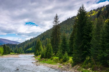Ladin ormandaki nehir dağ. bulutlu bahar gün.