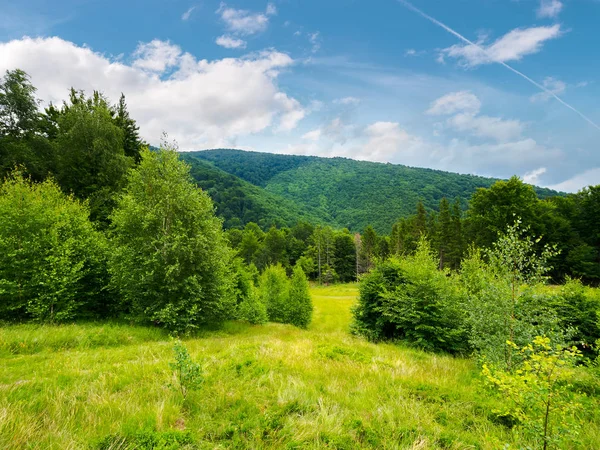 山区的森林地区 平静的大自然与绿色的草地和多云的天空 — 图库照片