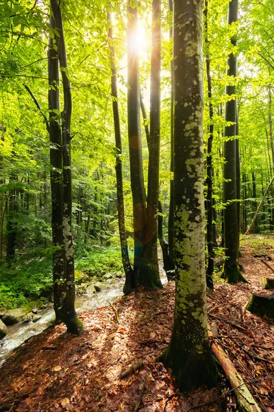 Yaz Ormanda Güneş Işığı Kambur Kenarında Büyük Ağaçlar Vahşi Brook — Stok fotoğraf