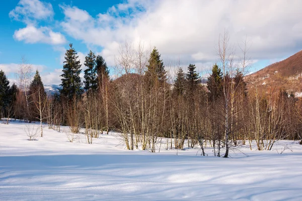 山の素敵な冬の風景 雪に覆われた斜面に葉の白樺の森 — ストック写真