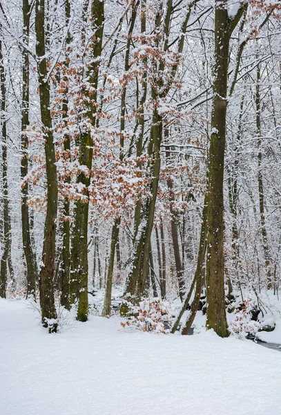 Зимний Лес Осенней Листвой Снегу Красивый Природный Фон — стоковое фото