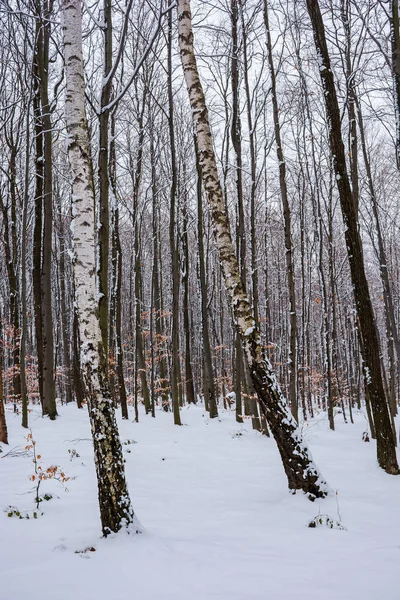 Березы Среди Зимних Буковых Лесов Прекрасный Природный Фон — стоковое фото