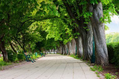 sokakta kestane ağaçları çiçeği ile. bankların üzerinde kaldırım