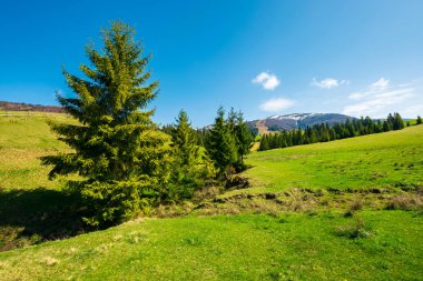 otsu çayır ağaçta çeki düzen vermek. dağ sırtı uzakta karlı üstleri ile. Harika güneşli bahar gün.