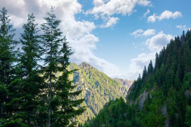 Fagaras ridge güzelliği. Rocky Dağları Ladin ağaçlarının. Harika Romen Karpatlar doğası