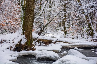 brook kış orman kar tam üzerinden oturum. Doğa sahne sakin. kahverengi yapraklar ağaçların üzerinde bulunur