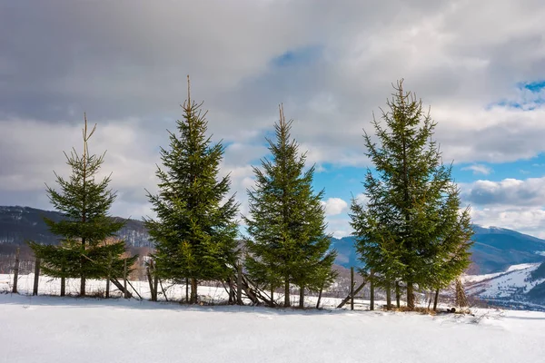 Satır Karlı Yamaç Kenarındaki Çam Ağaçlarının Güzel Kış Manzarası Ile — Stok fotoğraf