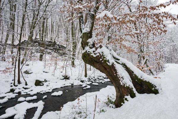 Ağaç Kış Ormandaki Derenin Yeşillik Karla Kaplı Kıyı Yıpranmış Güzel — Stok fotoğraf