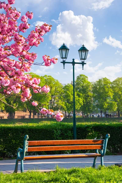 花灯篭と桜の木の近くの堤防のベンチ ウージュホロド町の素晴らしい春風景 — ストック写真