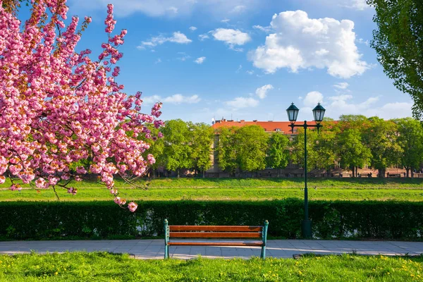 Bancă Terasament Lângă Felinar Copac Sakura Floare Peisaj Minunat Primăvară — Fotografie, imagine de stoc