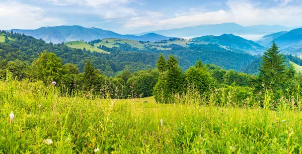 Panorama Bellissimo Prato Erboso Montagna All Alba Bosco Abeti Rossi — Foto Stock