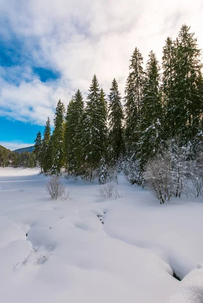 Çam Ağaçları Saran Karlı Çayır Güzel Kış Manzarası Dağlarda Bazı — Stok fotoğraf