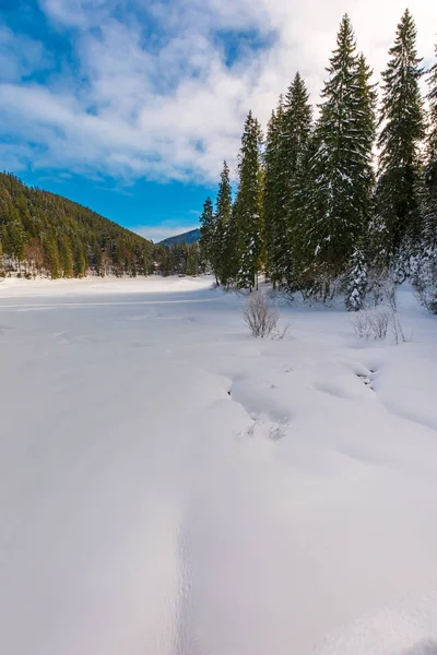 Granar Runt Snöiga Äng Vackra Vinter Landskap Bergen Underbart Soligt — Stockfoto