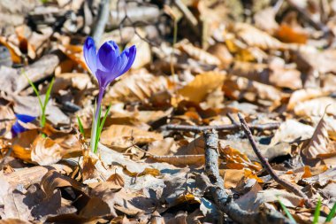 düşmüş yapraklar mor safran çiçeği. güzel bahar doğa manzara.