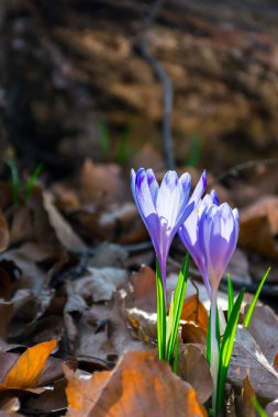 düşmüş yapraklar mor safran çiçeği. güzel bahar doğa manzara.