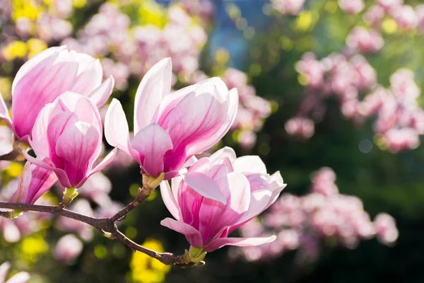 Magnolia Piękne Kwiaty Gałęziach Wspaniała Natura Podłoże Wiosną Słoneczna Pogoda — Zdjęcie stockowe