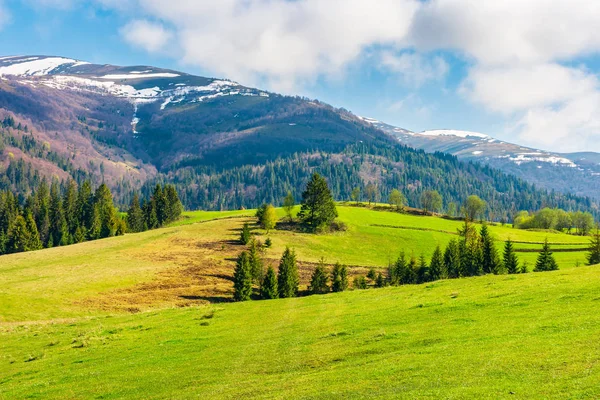 Vackra Naturen Våren Granar Gräsbevuxen Äng Avlägsna Berg Med Snö — Stockfoto