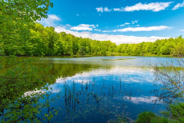 Lesní Jezero Jarní Poledne Nádherné Přírodní Scenérie Bukový Les Kolem — Stock fotografie