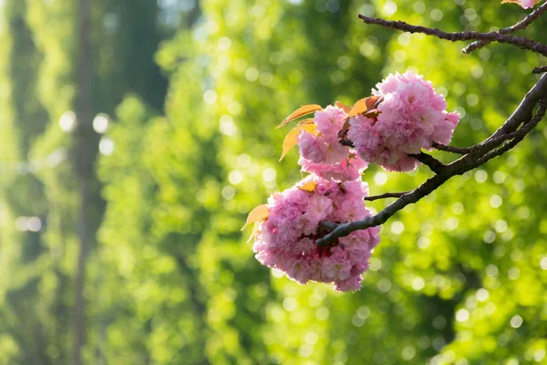 Bellissimo Fiore Sakura Primavera Boccioli Rosa Sullo Sfondo Verde Sfocato — Foto Stock